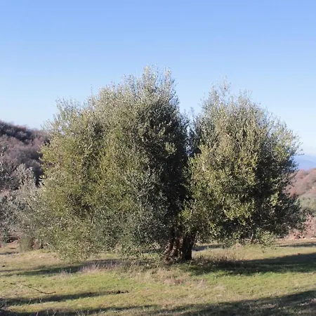 Bosco Lejlighed *