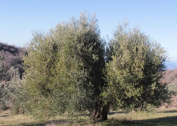 Bosco Διαμέρισμα *